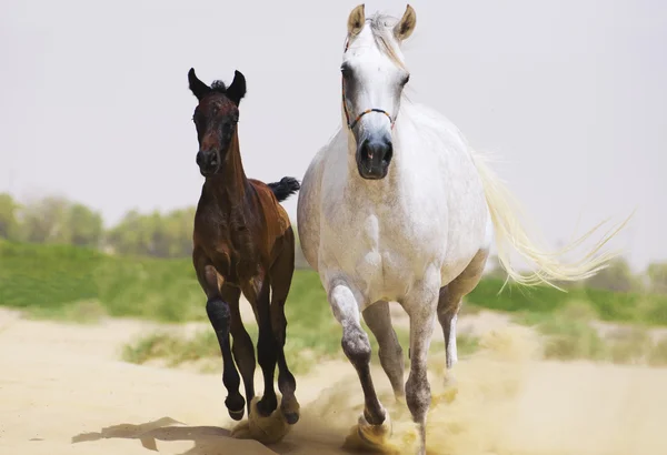 Mare and foal arabian horses galloping — Stock Photo, Image