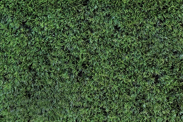 Textura de hierba — Foto de Stock