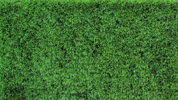 Textuur gras — Stockfoto