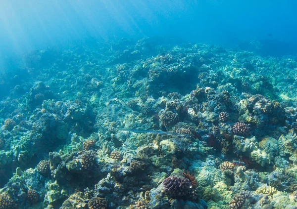 Коралловый риф — стоковое фото
