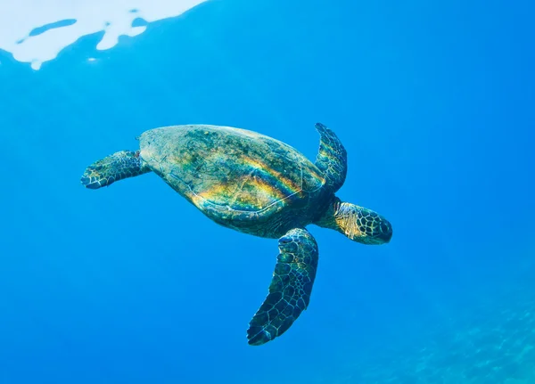 Морська черепаха — стокове фото