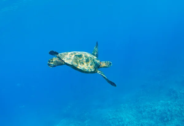 Tortuga marina —  Fotos de Stock