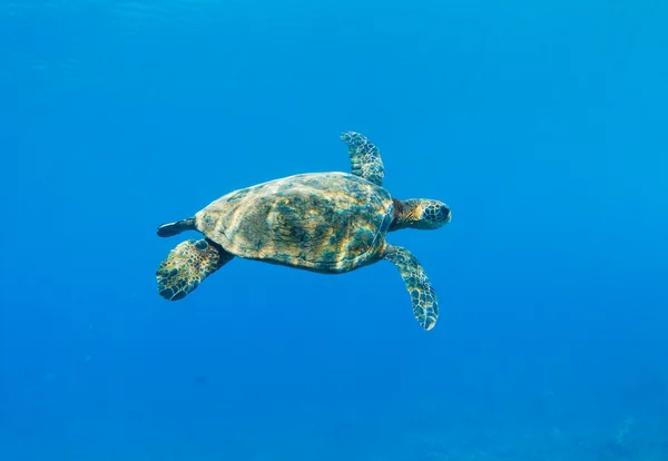 Tengeri teknős — Stock Fotó