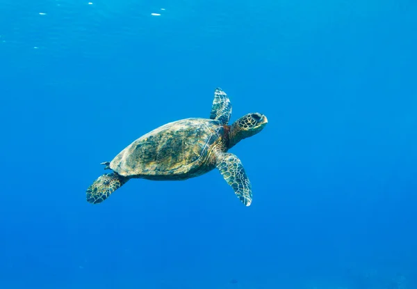 Meeresschildkröte — Stockfoto