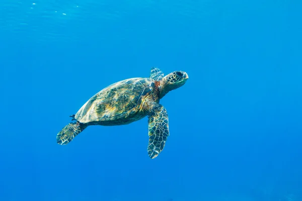 stock image Sea Turtle