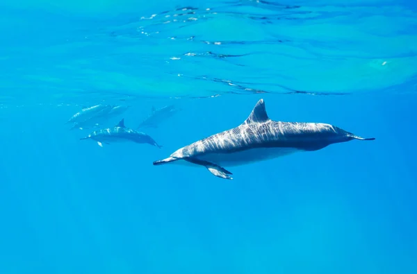 水下游泳的海豚 — 图库照片