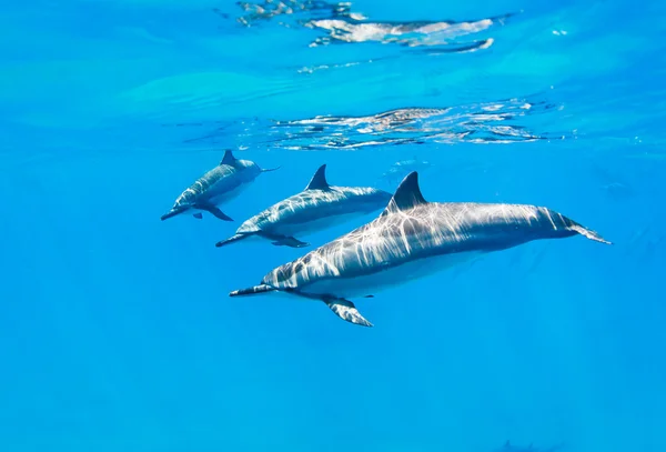 Delfíni, plavání pod vodou — Stock fotografie