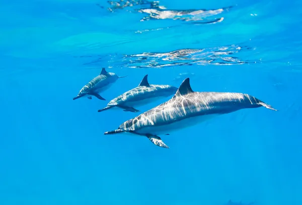 Dolphins swimming underwater — Stock Photo, Image