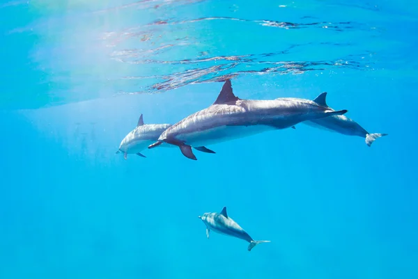 Delfiny pływanie pod wodą — Zdjęcie stockowe