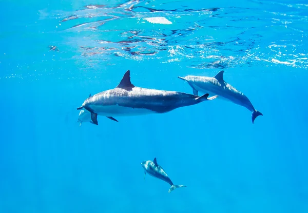 Golfinhos nadando debaixo d 'água — Fotografia de Stock