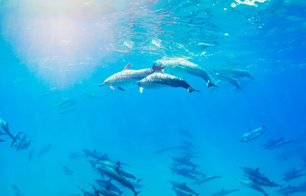 Dolfijnen zwemmen onder water — Stockfoto