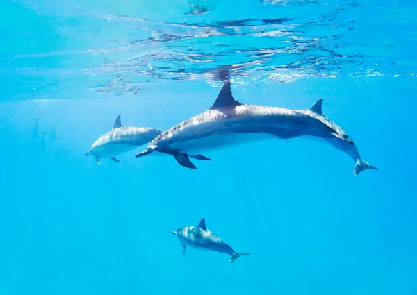 Delfiny pływanie pod wodą — Zdjęcie stockowe
