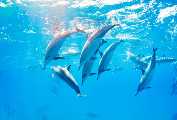 Dauphins nageant sous l'eau — Photo