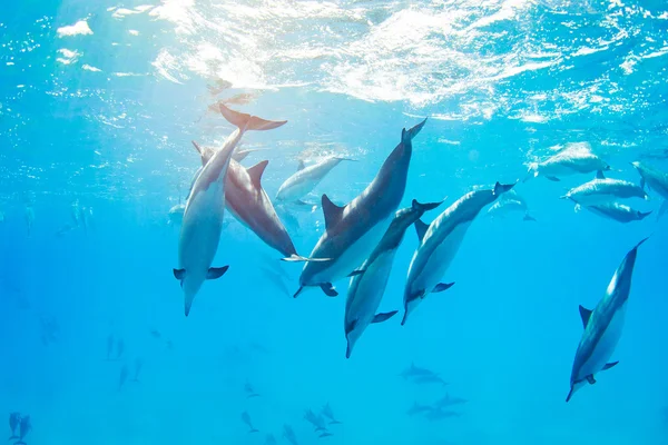 Víz alatti úszás delfinekkel — Stock Fotó