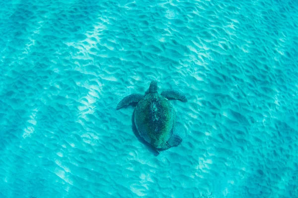 Grüne Meeresschildkröte unter Wasser — Stockfoto