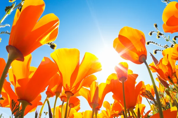 stock image Spring flowers