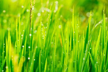 Grass and Morning Rain Drops clipart