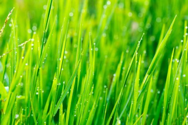 Grass and Morning Rain Drops clipart