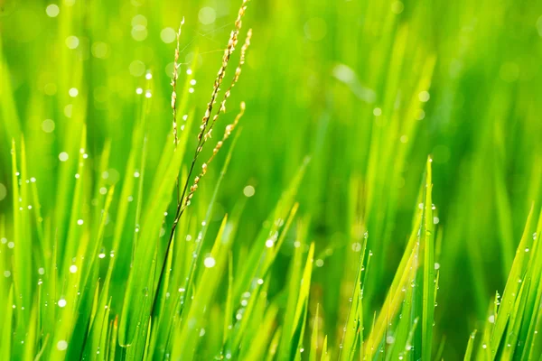 Gouttes de pluie d'herbe et du matin — Photo