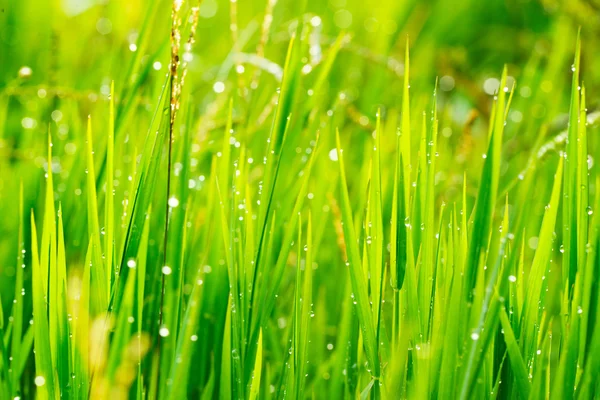 Gocce di pioggia per erba e mattina — Foto Stock