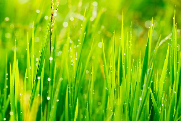 Gras und Regentropfen am Morgen — Stockfoto