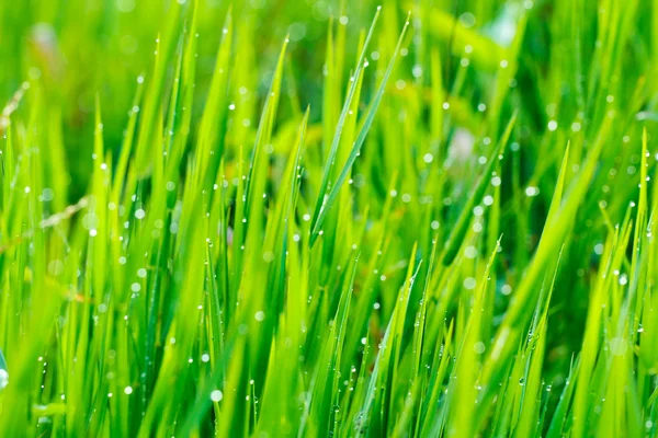 Gotas de chuva de grama e manhã — Fotografia de Stock