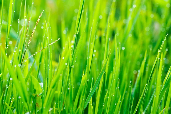 Gotas de hierba y lluvia matutina —  Fotos de Stock