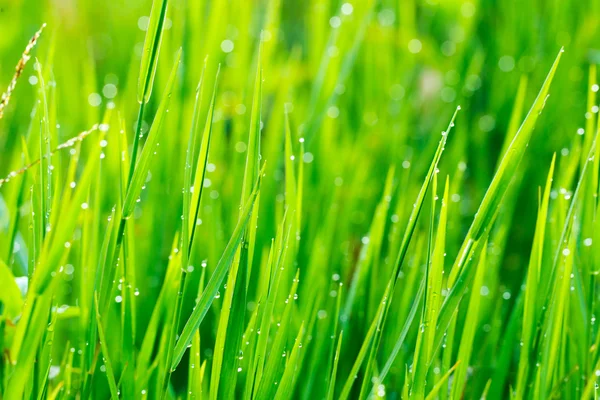 Krople deszczu trawa i rano — Zdjęcie stockowe