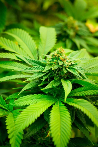 Planta de marihuana —  Fotos de Stock