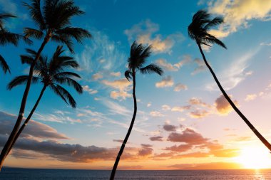 Hawaii'de gün batımı palmiye ağaçları