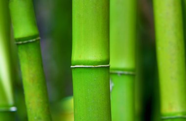 Yeşil zen bambu