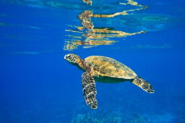 deniz kaplumbağası sualtı