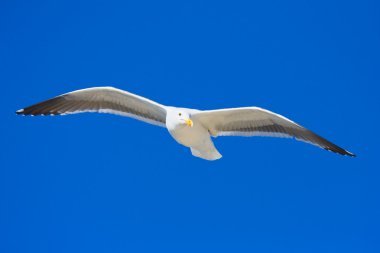 mavi bir gökyüzü karşı uçan martı