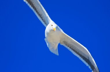 mavi bir gökyüzü karşı uçan martı