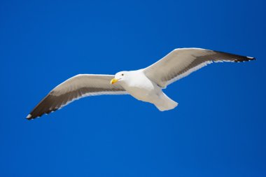 Seagull flying against a blue sky clipart