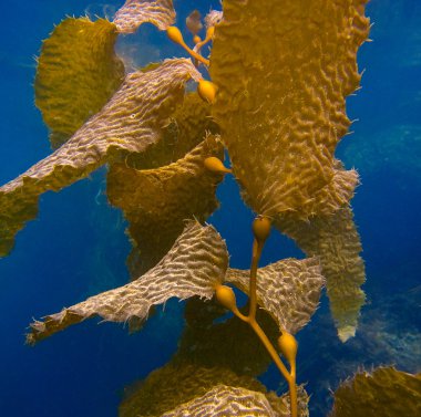 Kelp Underwater on Catalina Island clipart