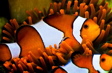 Clown fish in an anemone clipart