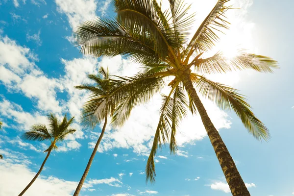 Tropik palmiye ağaçları — Stok fotoğraf