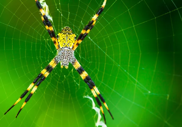 Černé a žluté zahradní pavouk — Stock fotografie