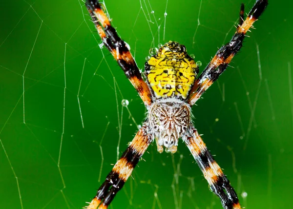 黑色和黄色的花园蜘蛛 — 图库照片