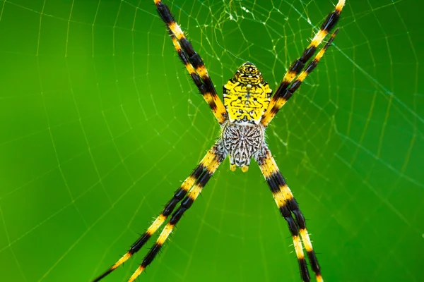 Черно-желтый садовый паук — стоковое фото