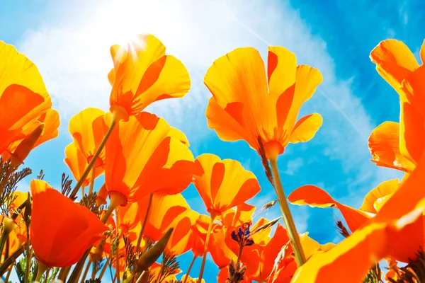 Pulserande färgglada blommor — Stockfoto