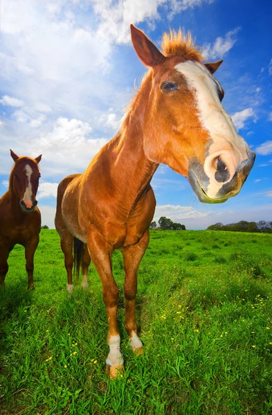 stock image Horses in Green Field