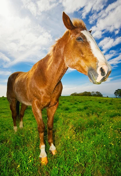 stock image Horse in Green Field