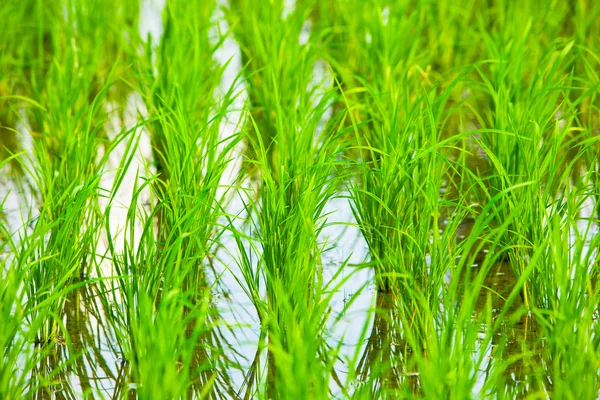 Asya 'da pirinç tarlası — Stok fotoğraf