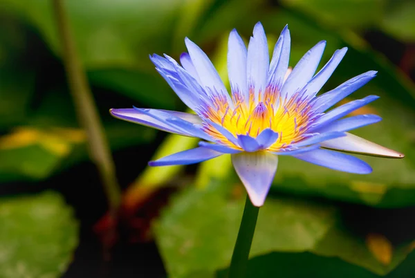 Water lilly in een vijver — Stockfoto