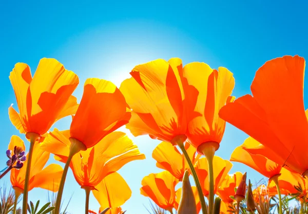 stock image Vibrant Colorful Flowers