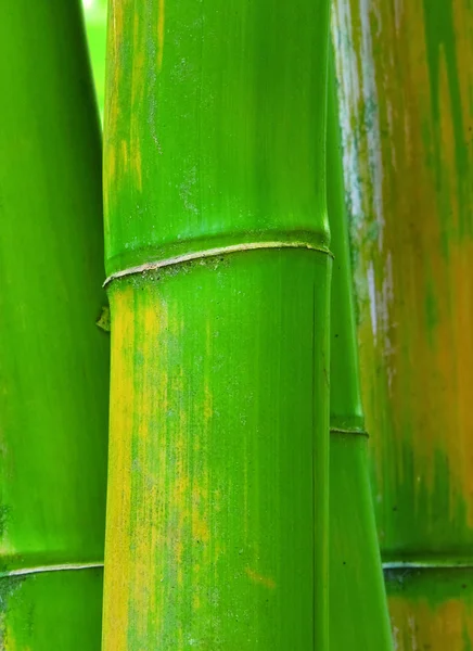 Zelená zen bambus — Stock fotografie
