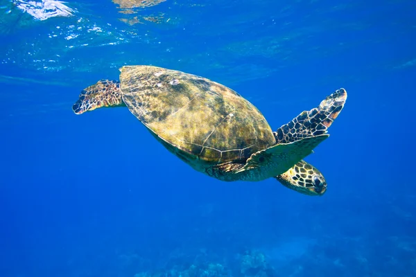 Meeresschildkröte unter Wasser — Stockfoto