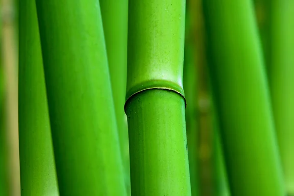 Yeşil zen bambu — Stok fotoğraf